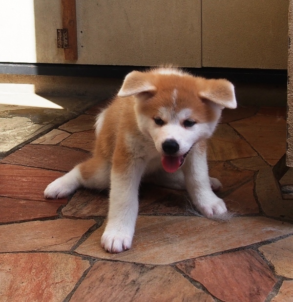 秋田犬 仔犬たちを送り出してから１年 秋田犬 銀河 織姫 日記